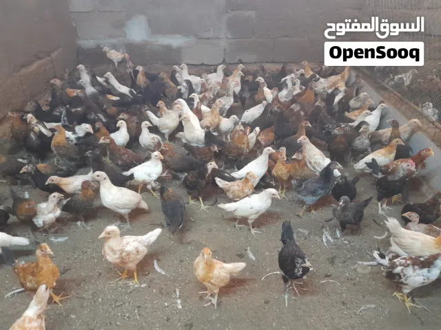 دجاج  عمانيات