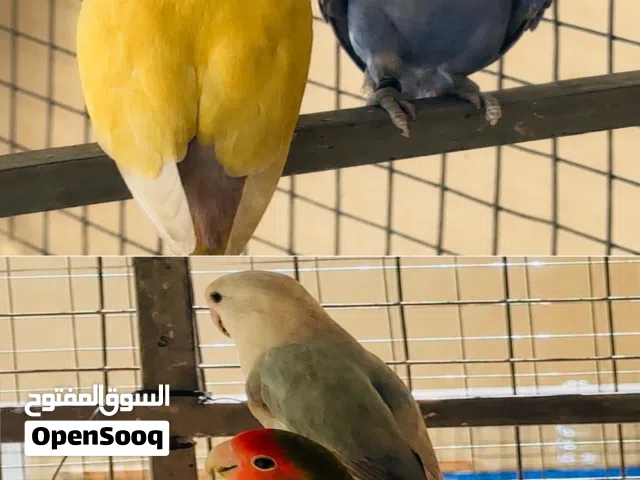 زوجين روز محليات