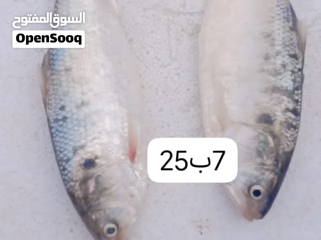 سمك للبيع