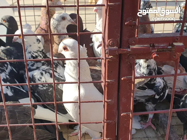 حمام مشّكل ملَوّن وغريب ، والتفاصيل في الوصف (حرررررررررق ، وبسعر البلاش )
