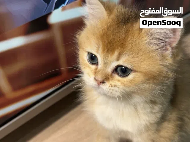 كيتن سكوتش ستريت مسجلة في منظمة القطط العالمية