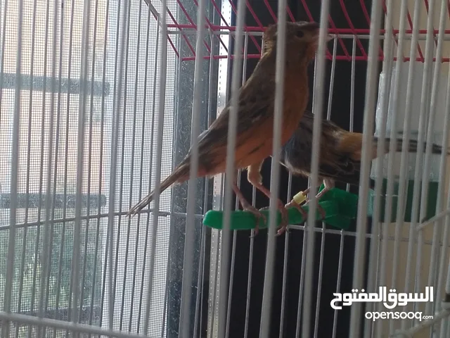 جوزين كنار للبيع
