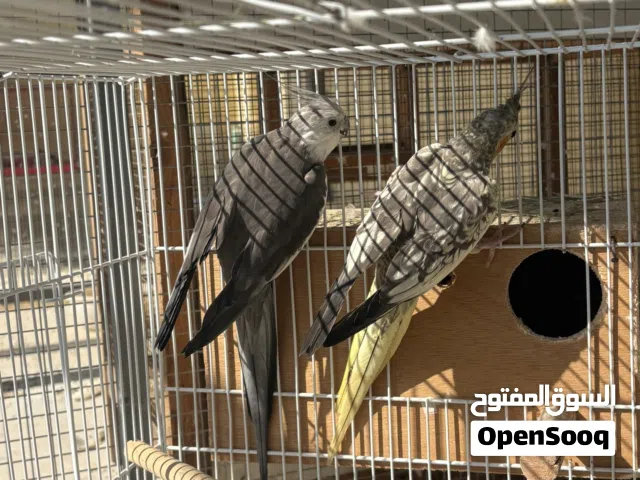 للبيع زوج كوكتيل منتج الذكر وايت فيس الانثى تايقر