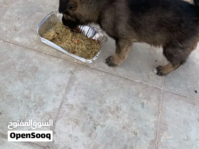 للبيع جيرمن تابع الوصف