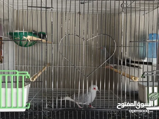 يمام ماسي للبيع