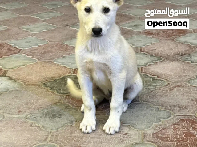 هاسكي مهجن ، السعر قابل