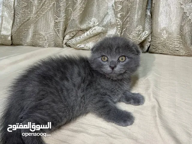 قطط سكوتش فولد