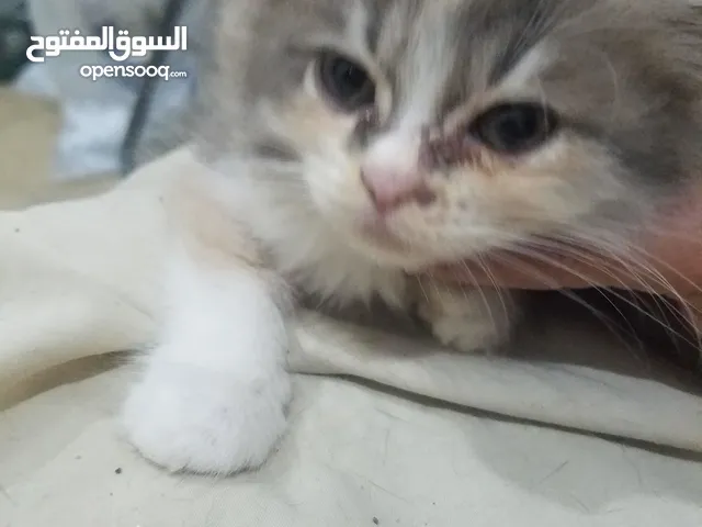 cats and kittens for adoptinon