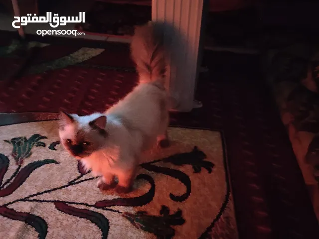 قطه هملايه فتره وتطلب تزاوج وياها اثنين او بحده