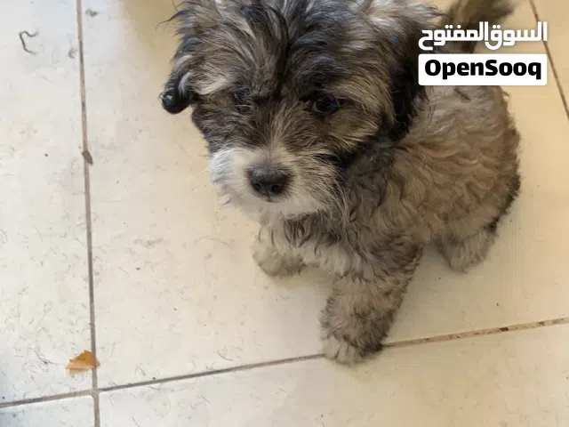 كلب فرنسي مطعم