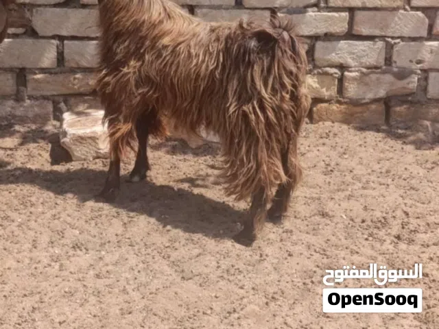 زوز جديان كزيوني ربي يبارك