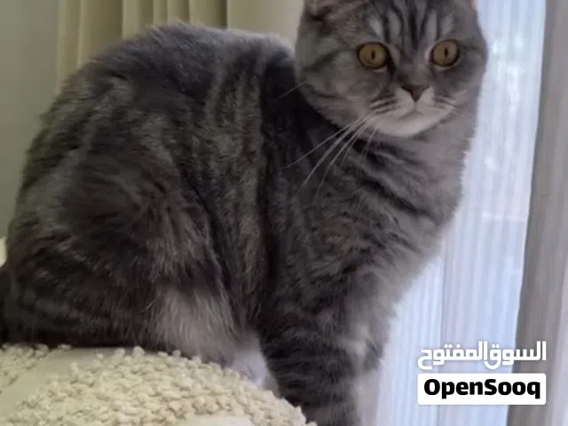 قطة للبيع بريتش