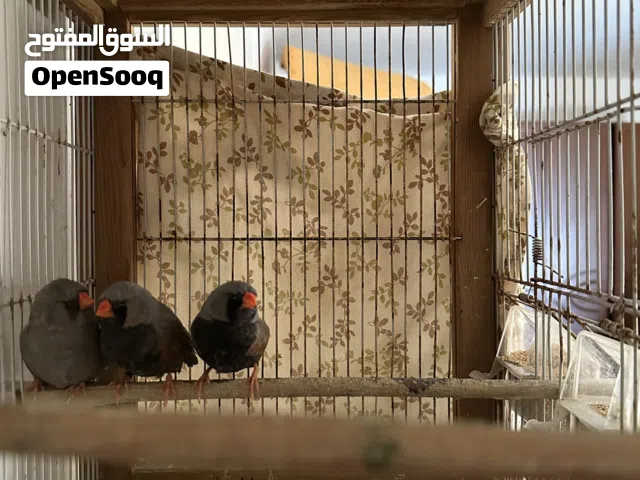 عصافير زيبرة