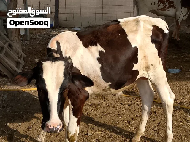 ثور ظفاري أموره طيبة
