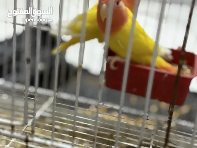 كوبيه بركديلو ربي يبااااارك