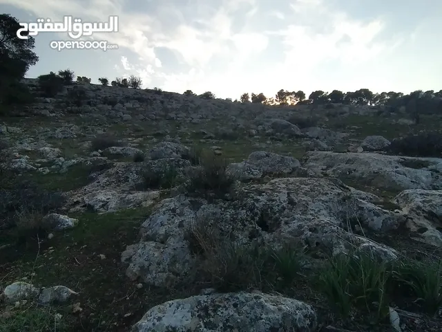 وز بلدي للبيع عدد 4
