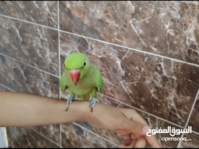متوه(دره) للبيع العمر سنه واربع شهور وجاهزه للإنتاج مدربه من هيه وفرخ