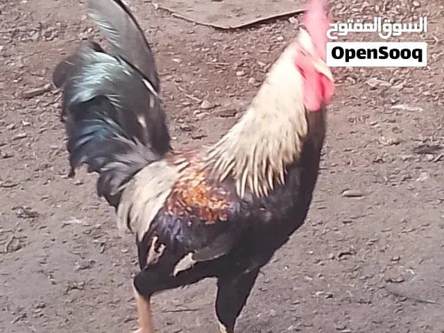 دجاج كويتي دندراوي امايات او مخاليف  محافظة البصرة