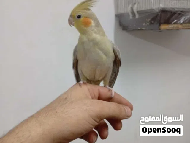 انثى كوكتيل اليفه البيع مع القفص مش لحالها  وسعر من الاخر السعر من الاخر .   السعر من الاخر