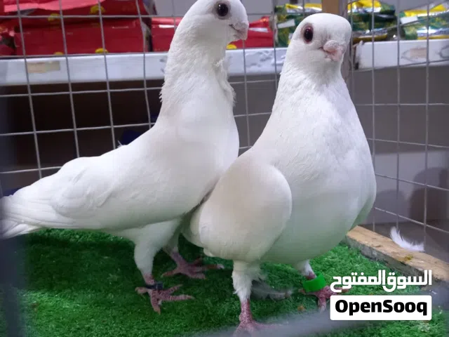 متاح زوج هرافل للبيع