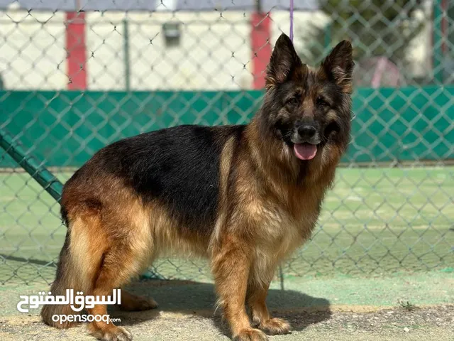 German shepherd