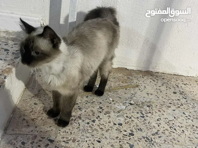 قطوسه سيامي للبيع عمر 4 شهور تقريبا أنثى