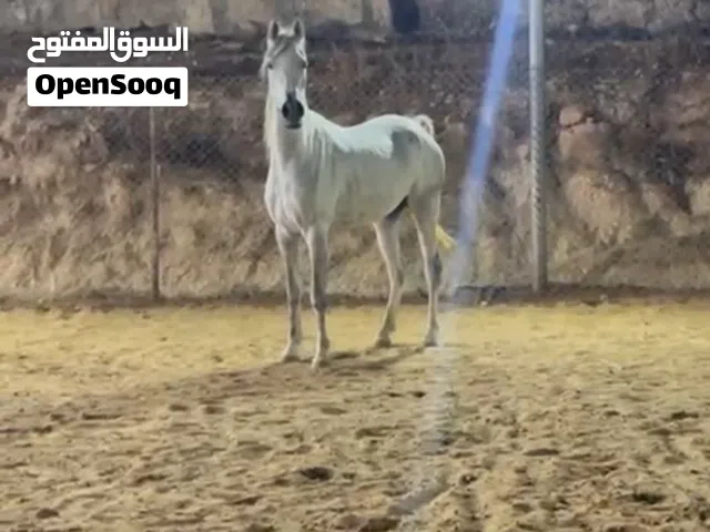 فرس عربية واهو للبيع او البدل بنت بطل العالم اليكساندر للبيع