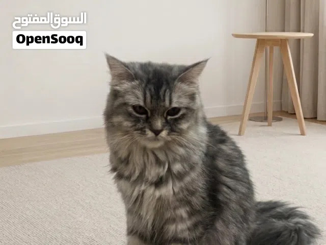 قطة للتبني عمرها سنة