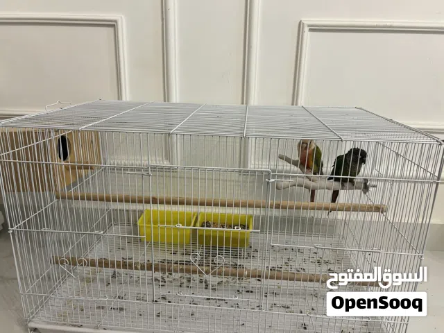 زوج كنيور عمره سنه و نص منتجين من قبل الصحه تمام و الريش كامل معى كل مستلزماته و معى الأكل