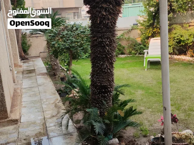 اشجار سايكس للبيع