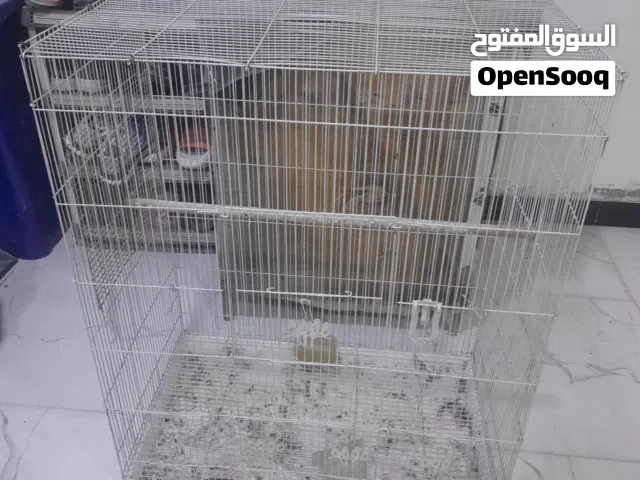 متاح قفص كلشي يرهم بي