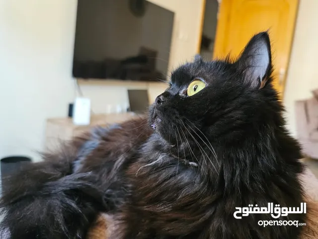 قطة لطيفة متاحة للبيع