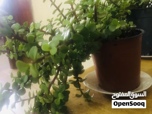 Zade plant
