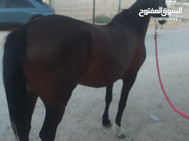 فرس عربيه بدون أوراق العمر 5سنين