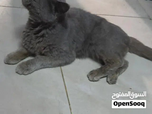 قط مكس بريطاني