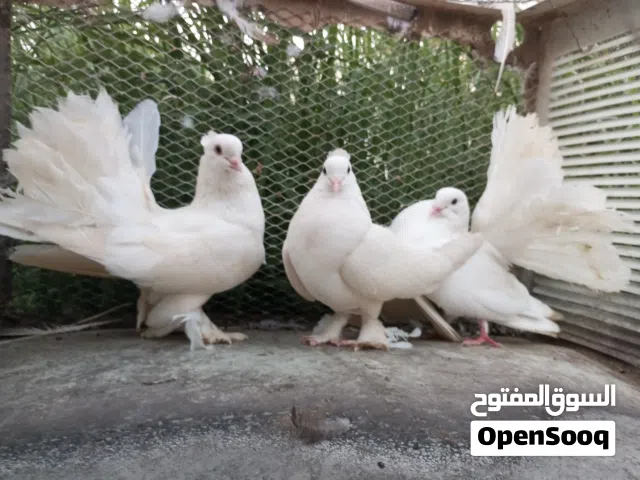 حمام شمسي منتج وبصحه ممتازه