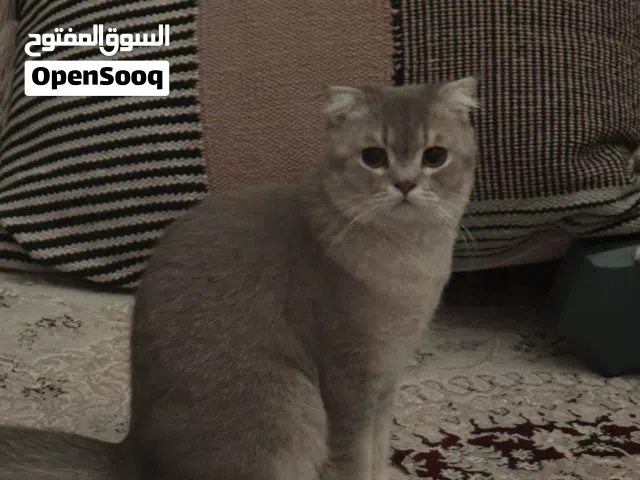 Scottish straight/fold shorthair mix 8 months old cat