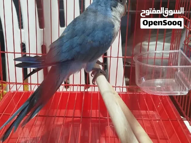 ببغاء كويكر