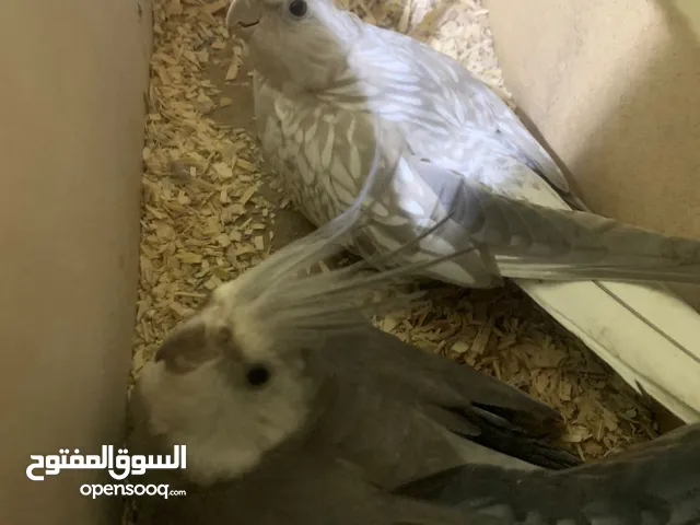 كوكتيل انكليزي للبيع