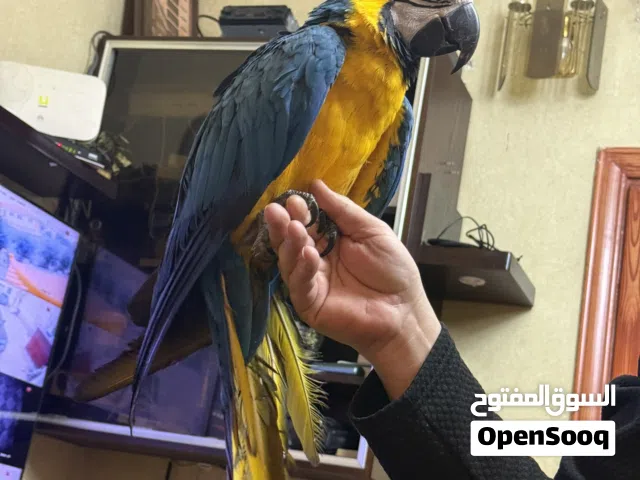 ببغاء مكاو blue and gold عمر 10 شهور اليف
