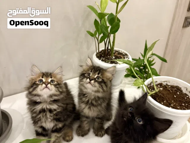 قطط شيرازيه