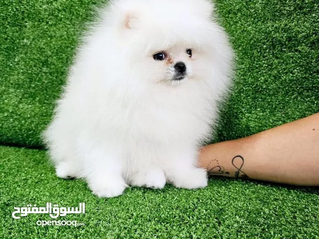 بومرينن__ مني بيور دم صافي ___من أجمل واعلى المستويات من اوكرانيا واروبا
