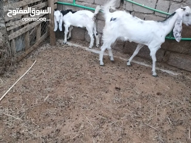 صخول ثلات للبيع