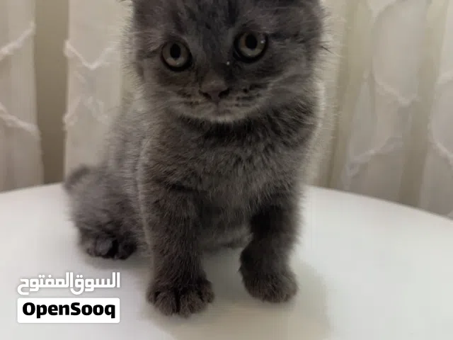 Scottish Fold pure --- سكوتش فولد بيور للبيع