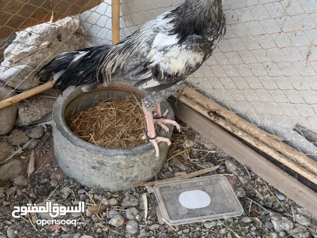 مطلوب دجاجه حق الديك هذ النوع سندي مقبل حماه