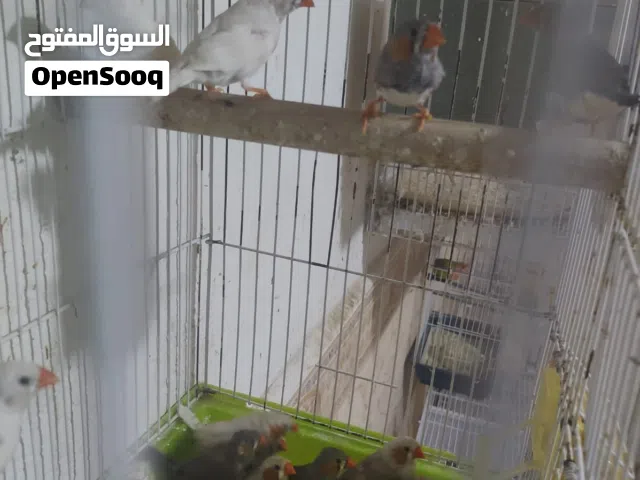 فناجس عاديات