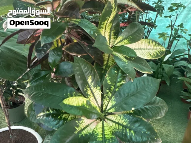 Crotons plant
