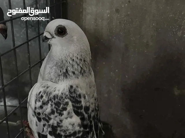 جوز بواز للبيع