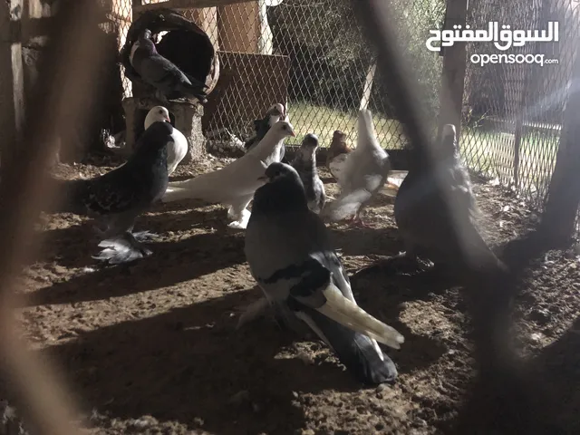 حمام للبيع جمله في منهم شقلاب جازل هزاز