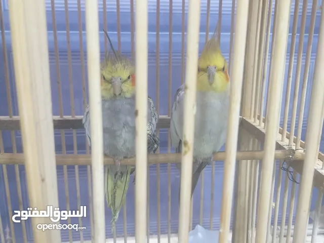 ببغاء الكوكتيل